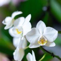 ORCHIDEE BLANCHE CIVALLERO FLEURS.jpg