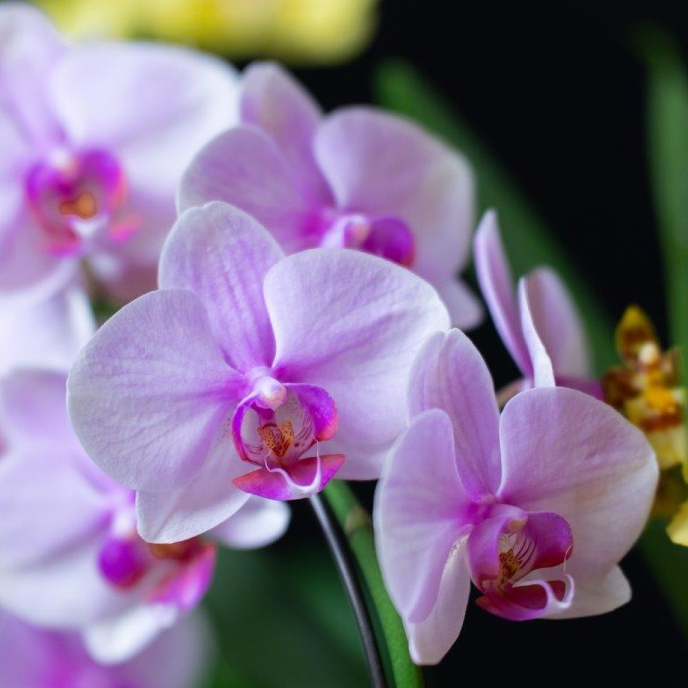 ORCHIDEE ROSE CIVALLERO FLEURS.jpg