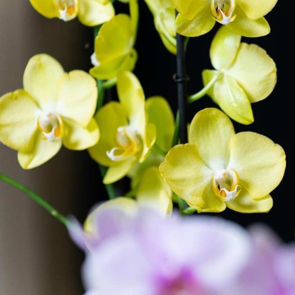 ORCHIDEE VERTE CIVALLERO FLEURS.jpg