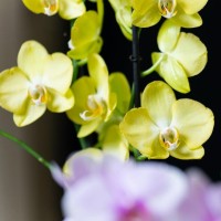 ORCHIDEE VERTE CIVALLERO FLEURS.jpg