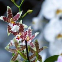 ORCHIDEE BICOLORE CIVALLERO FLEURS.jpg