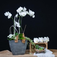 COMPOSITION ORCHIDEES CIVALLERO FLEURS.jpg