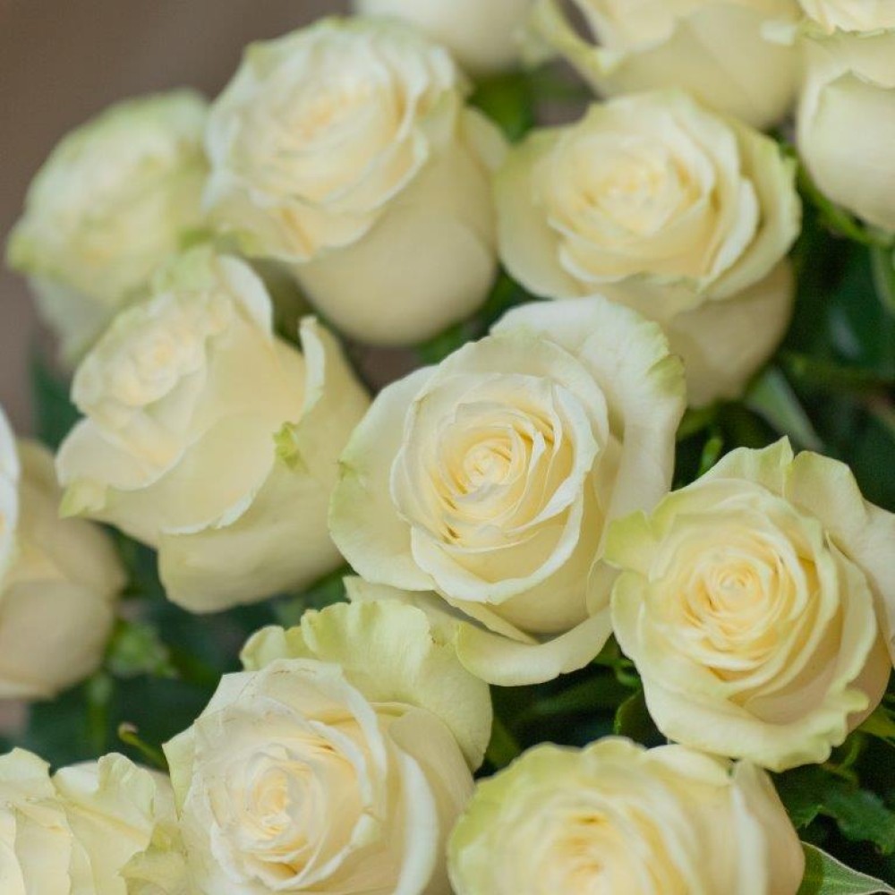 BOUQUET DE ROSES BLANCHES  (1).jpg