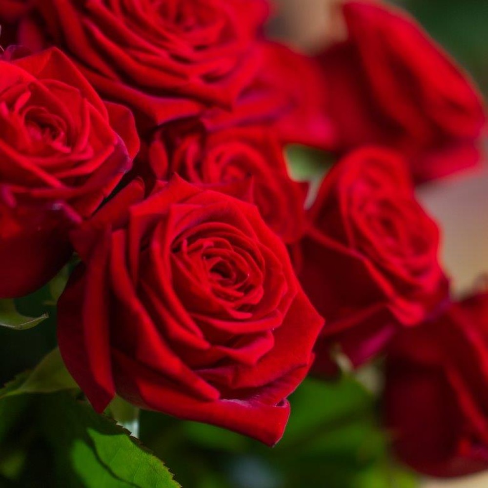 BOUQUET DE ROSES ROUGES  (1).jpg